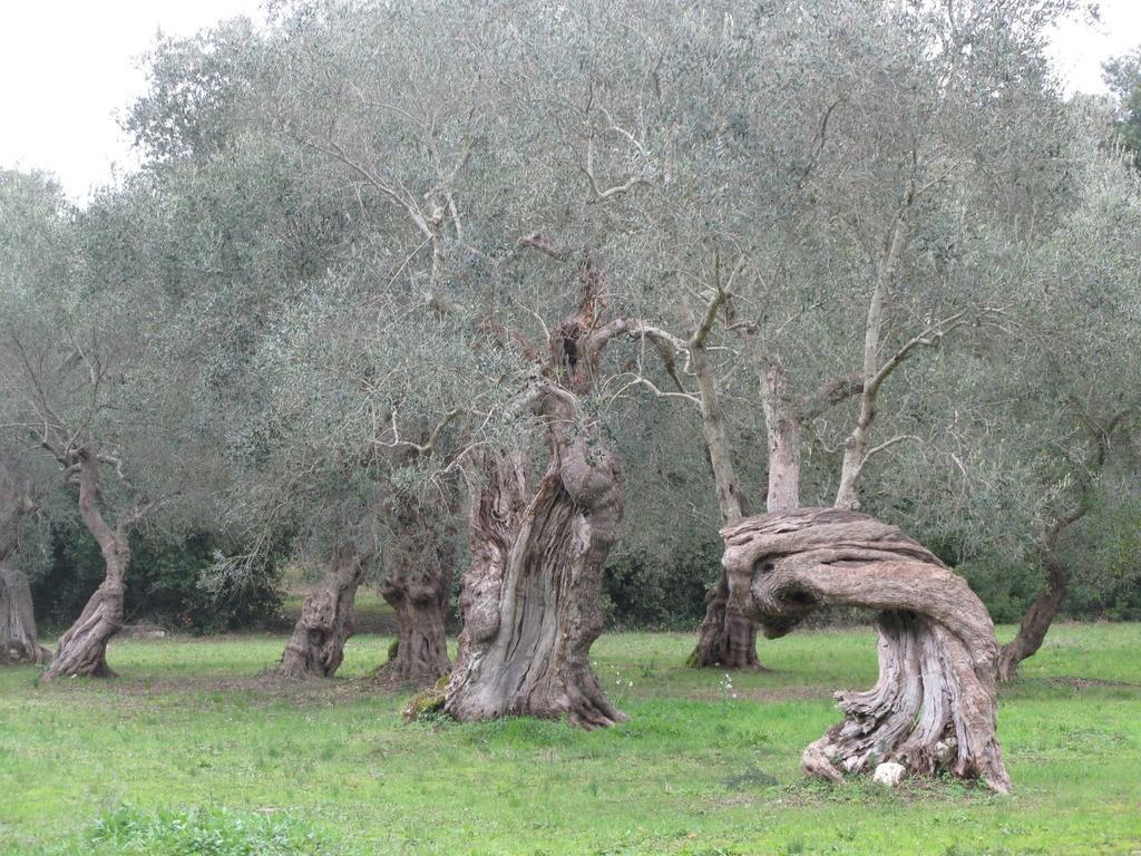 Tenuta Sant'Andrea Giuggianello ภายนอก รูปภาพ