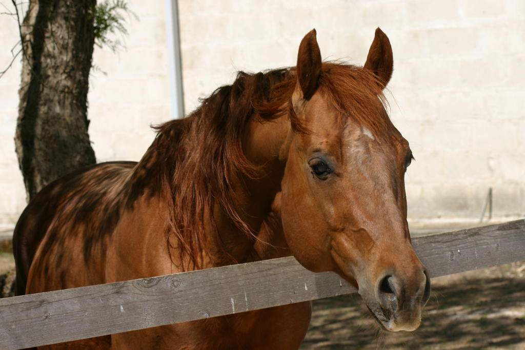 Tenuta Sant'Andrea Giuggianello ภายนอก รูปภาพ